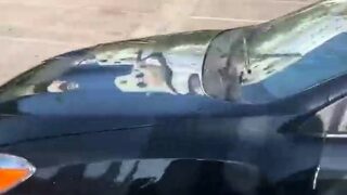 hardcore gf amateur blowjob and nice facial cumshot