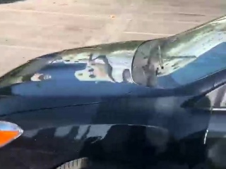 hardcore gf amateur blowjob and nice facial cumshot