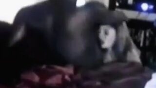 BBW Fucking Her Black Bull on Webcam